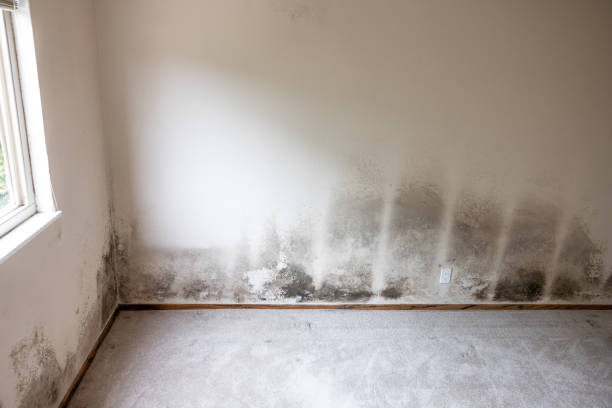 Best Mold Damage Restoration  in Gray, TN